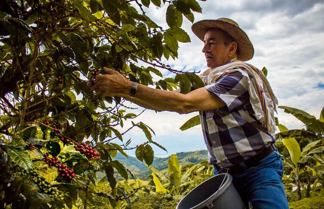 caficultor de racafe recolectando cafe en su finca