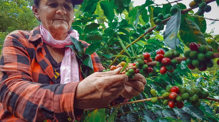 caficultora colombiana recogiendo café maduro en racafe