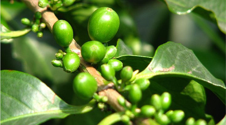 cafe verde colombiano recolectado y seleccionado de alta calidad