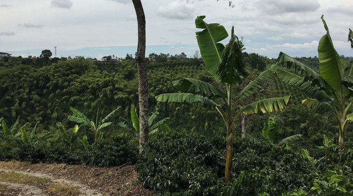 El Porvenir racafe cafe especial