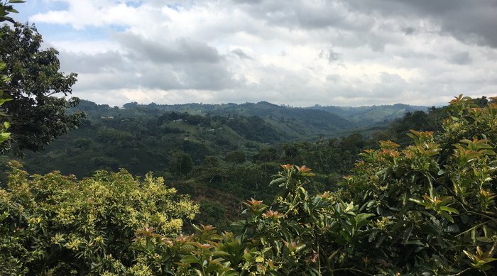 Gesha Honey El Cerro Racafe