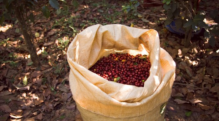 Gesha Washed - Mallorca Single Estate racafe