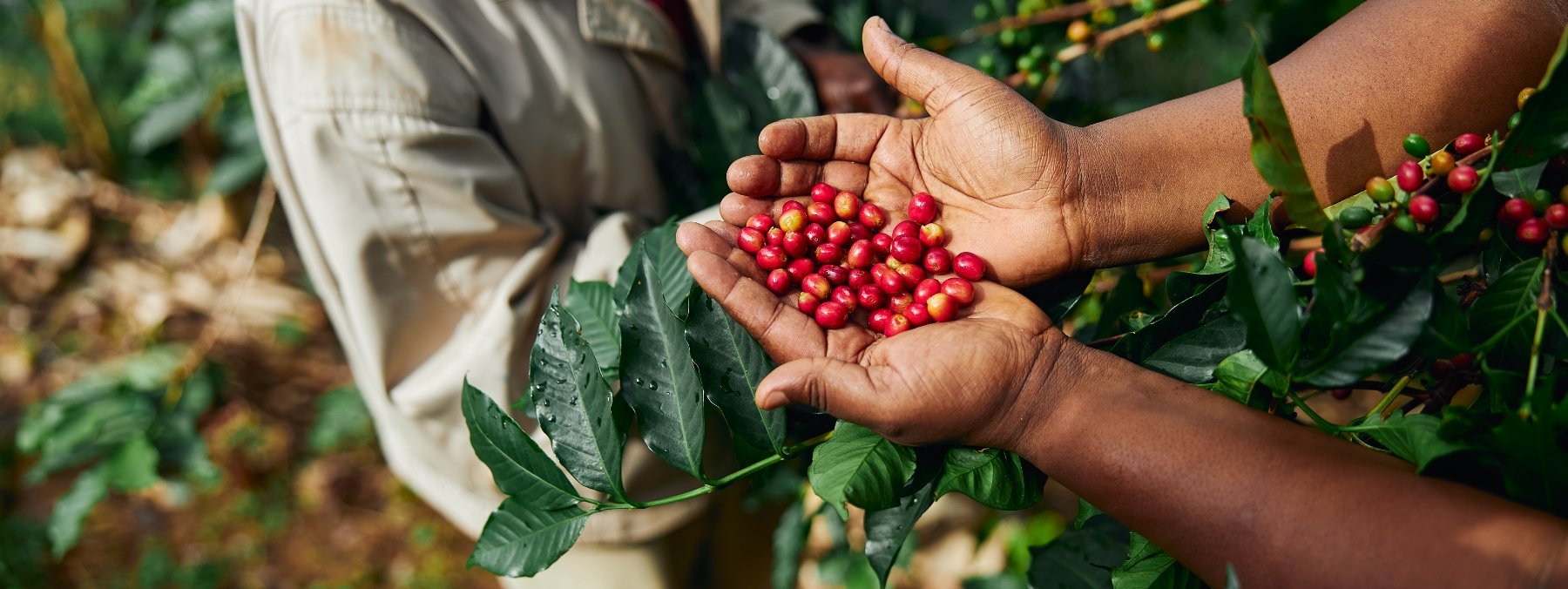 racafe-cafe-verde-colombiano-tipo-exportacion