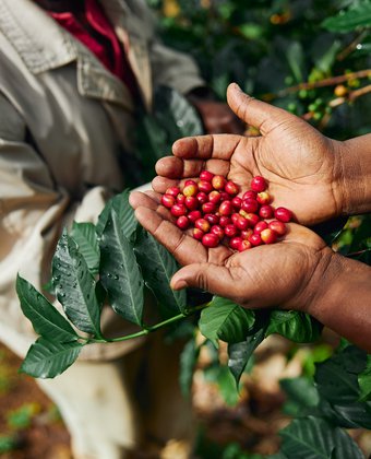 racafe-cafe-verde-colombiano-tipo-exportacion