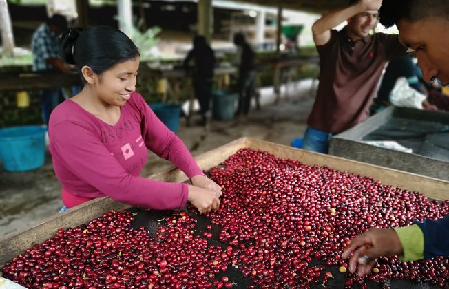 Caficultora seleccionando café colombiano arabica