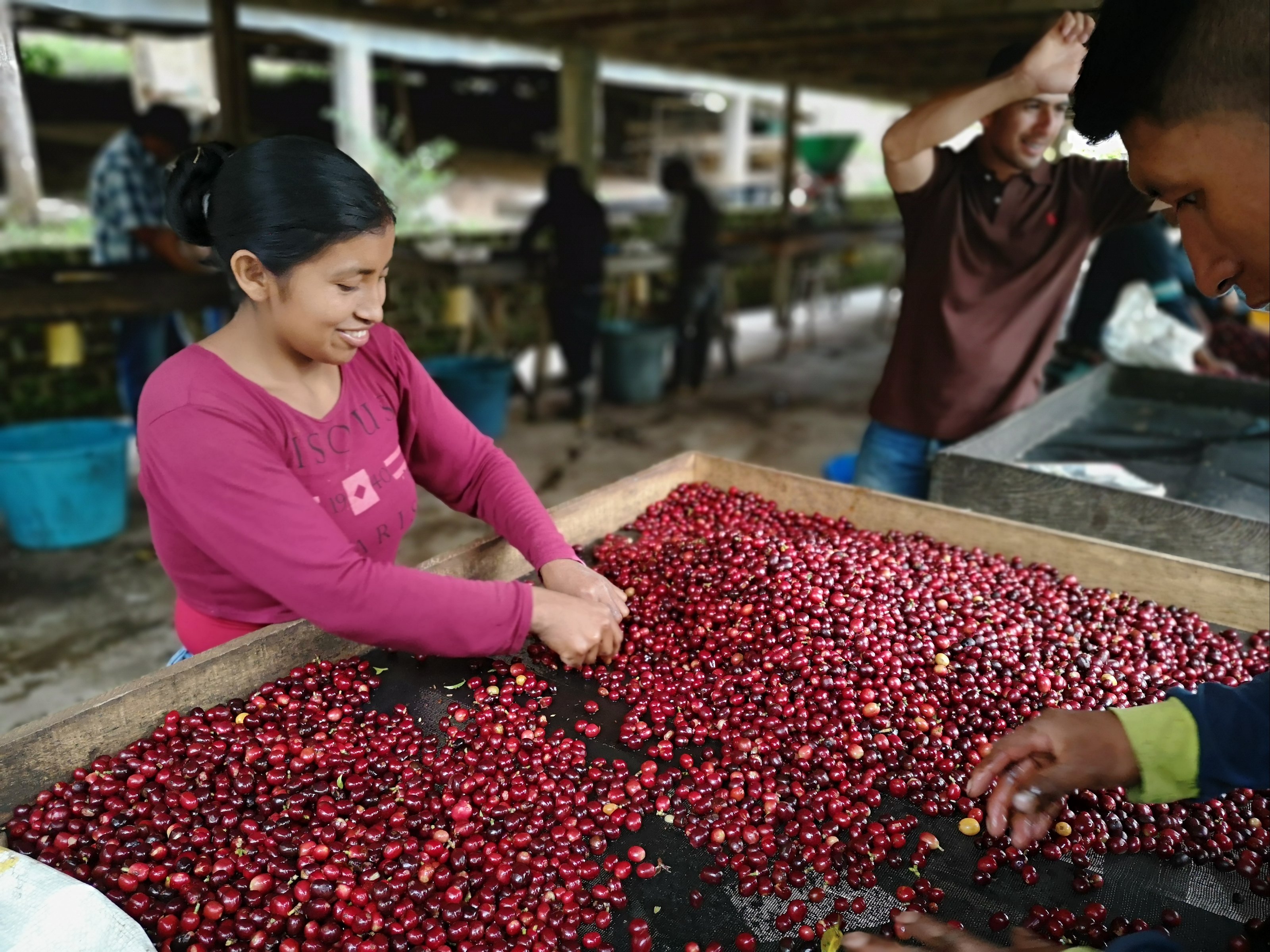Caficultora seleccionando café colombiano arabica