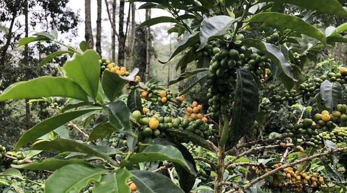 La Esmeralda Caturra Amarillo racafe