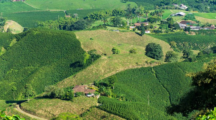 La Fragua Natural ENG 2020 racafe