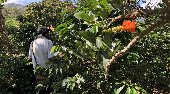 MONTEVERDE GESHA HONEY