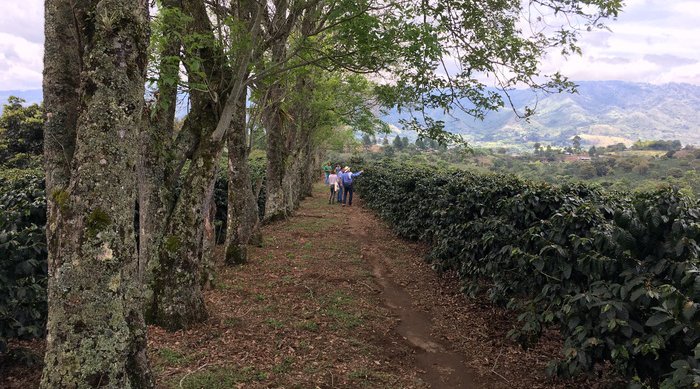 Maranatha Caturra Natural racafe