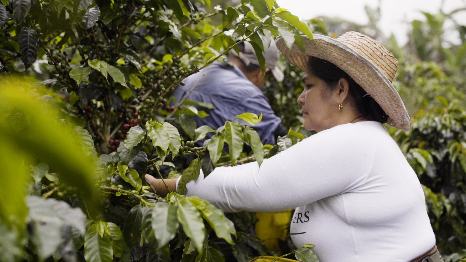 caficultores-01