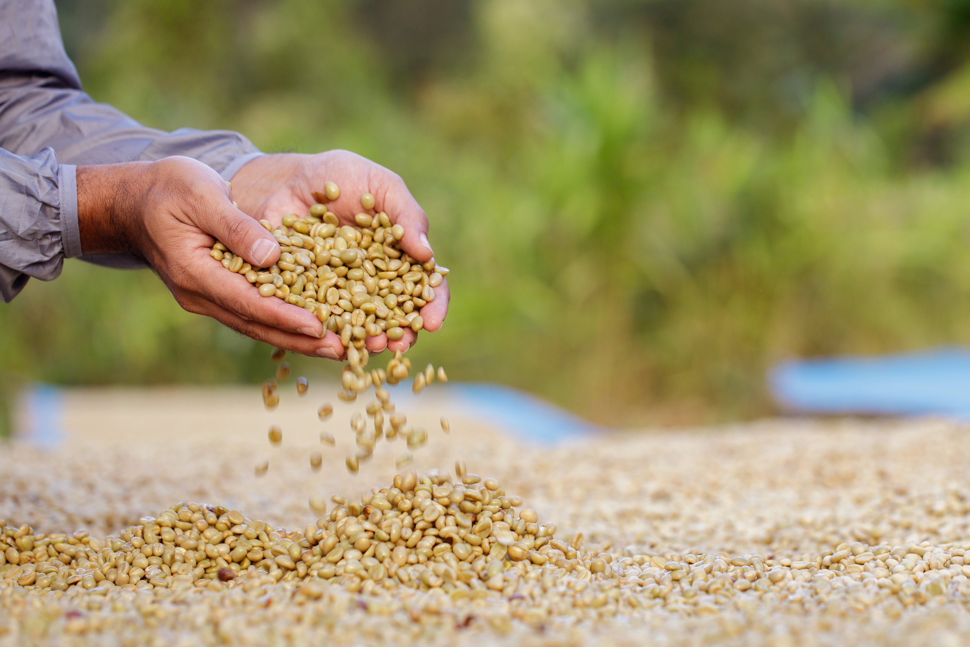 cafe verde colombiano recolectado y seleccionado de alta calidad