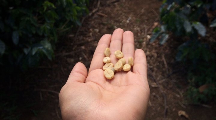 racafe apoya caficultores colombianos de cafe verde arabica