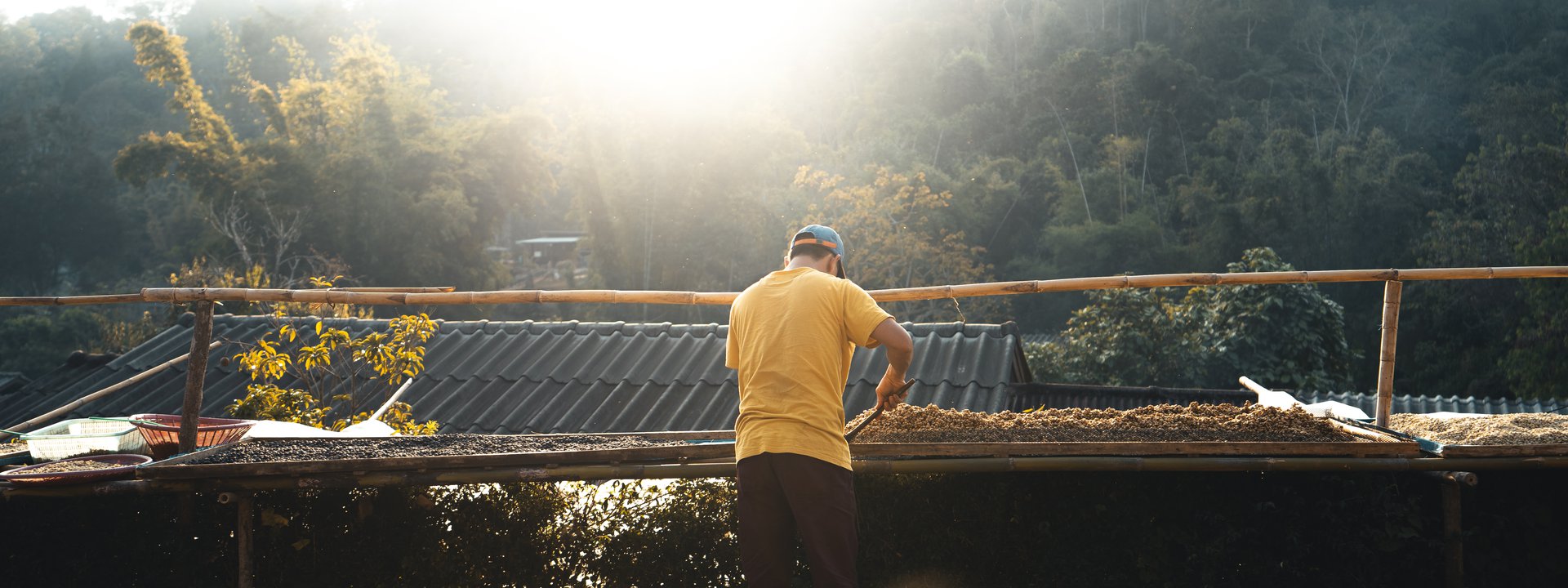racafé caficultor secando café pergamino seco arabica colombia