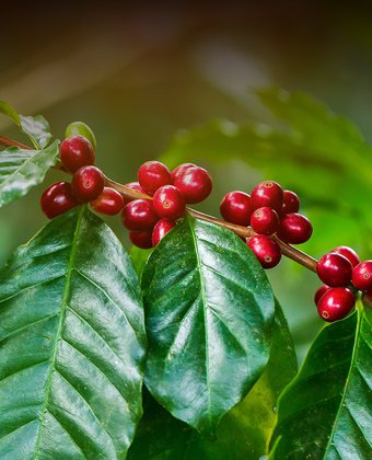 racafe-cafe-verde-tipo-exportacion