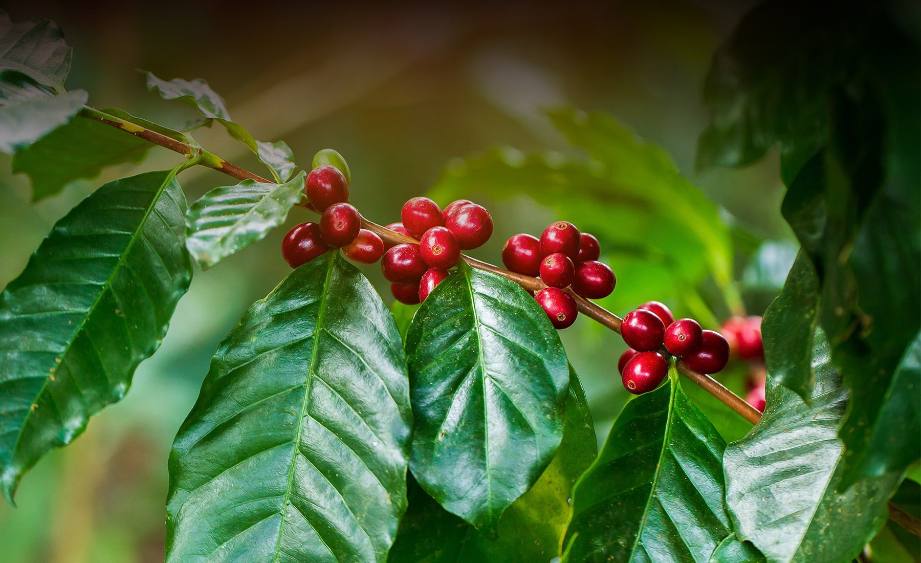 racafe-cafe-verde-tipo-exportacion