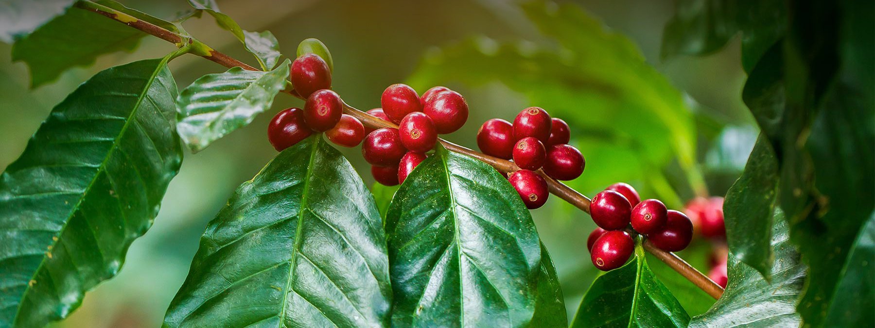 racafe-cafe-verde-tipo-exportacion