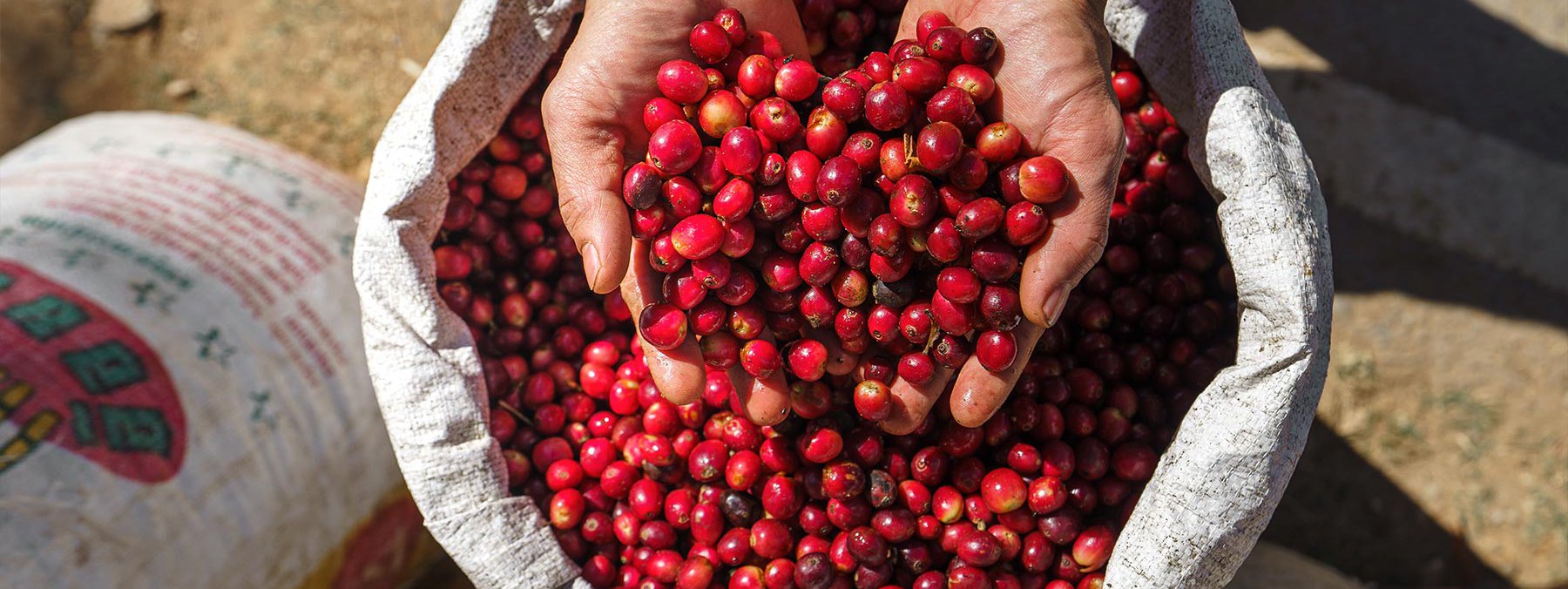 racafe-cafe-verde-colombiano-tipo-exportacion