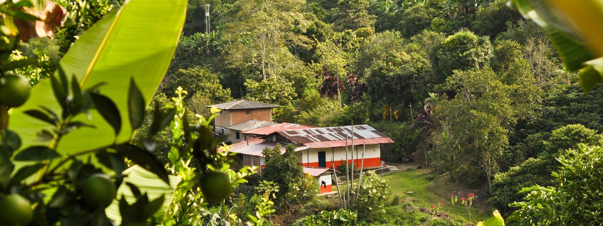 cafes especiales de fincas racafé cafe arabica de alta calidad