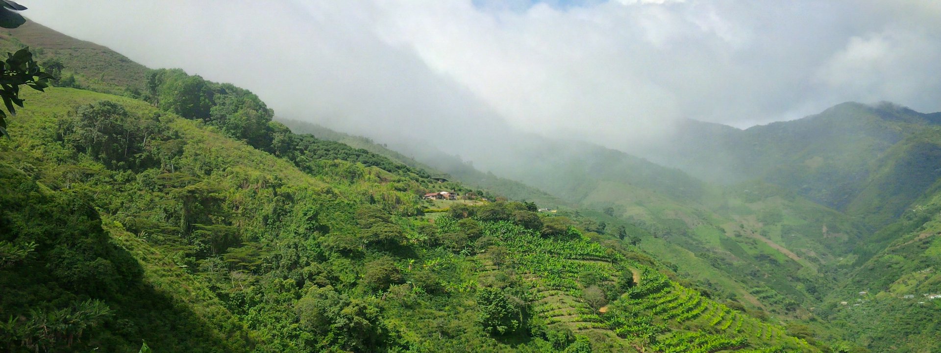 cafes regionales racafé tipo exportacion café arabica colombiano