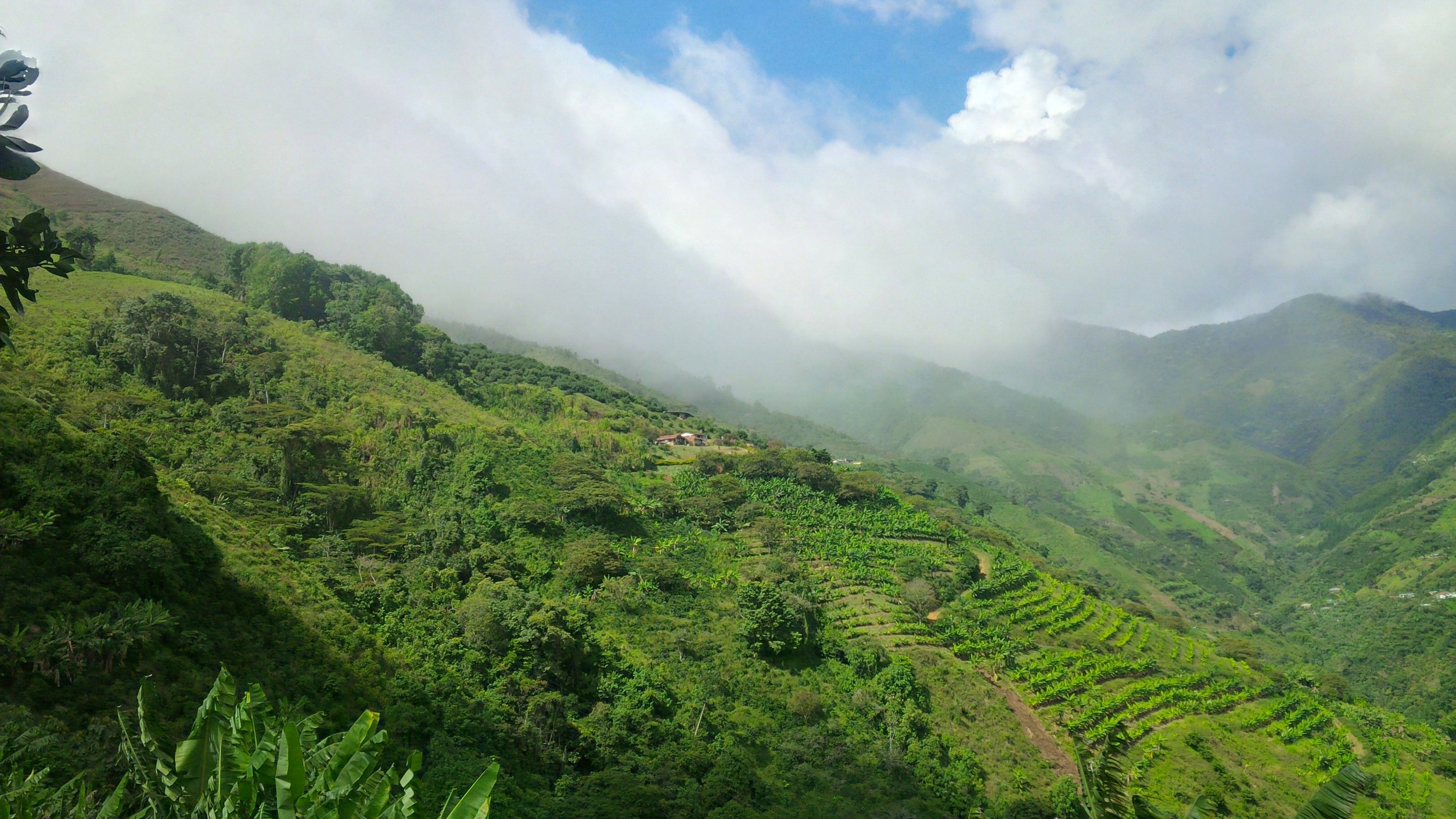 cafes regionales racafé tipo exportacion café arabica colombiano