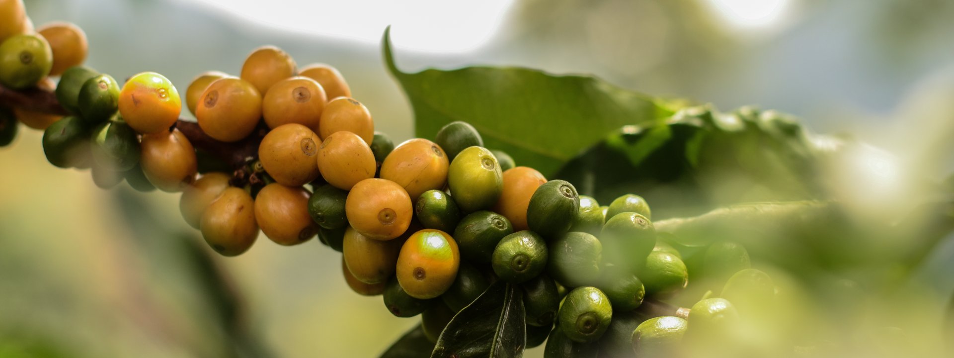 racafe experiencia industria de exportación de café colombiano y café verde