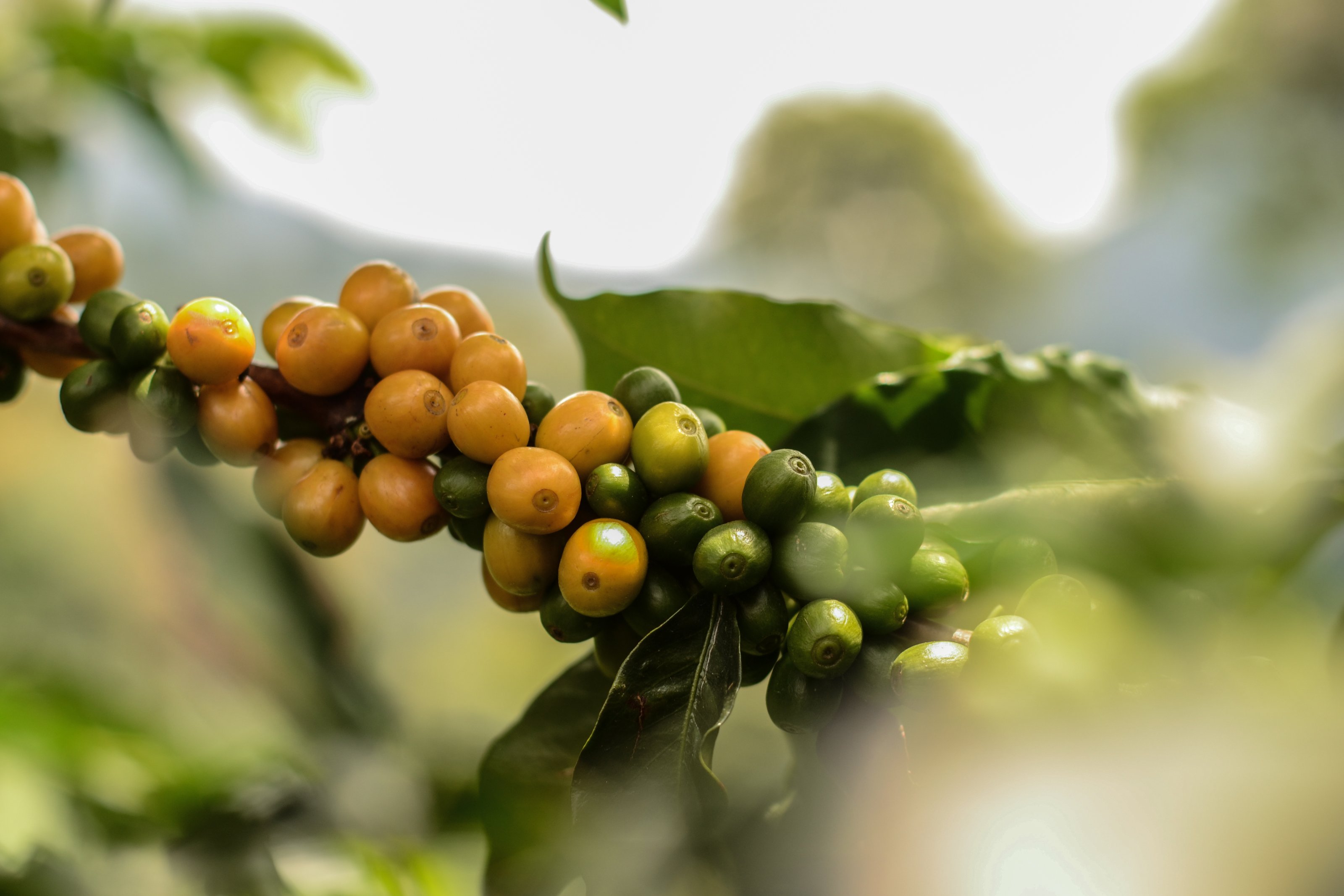 racafe experiencia industria de exportación de café colombiano y café verde