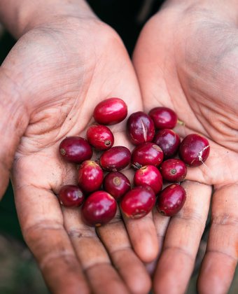 racafe-caficulotres-colombianos-exportacion-importacion