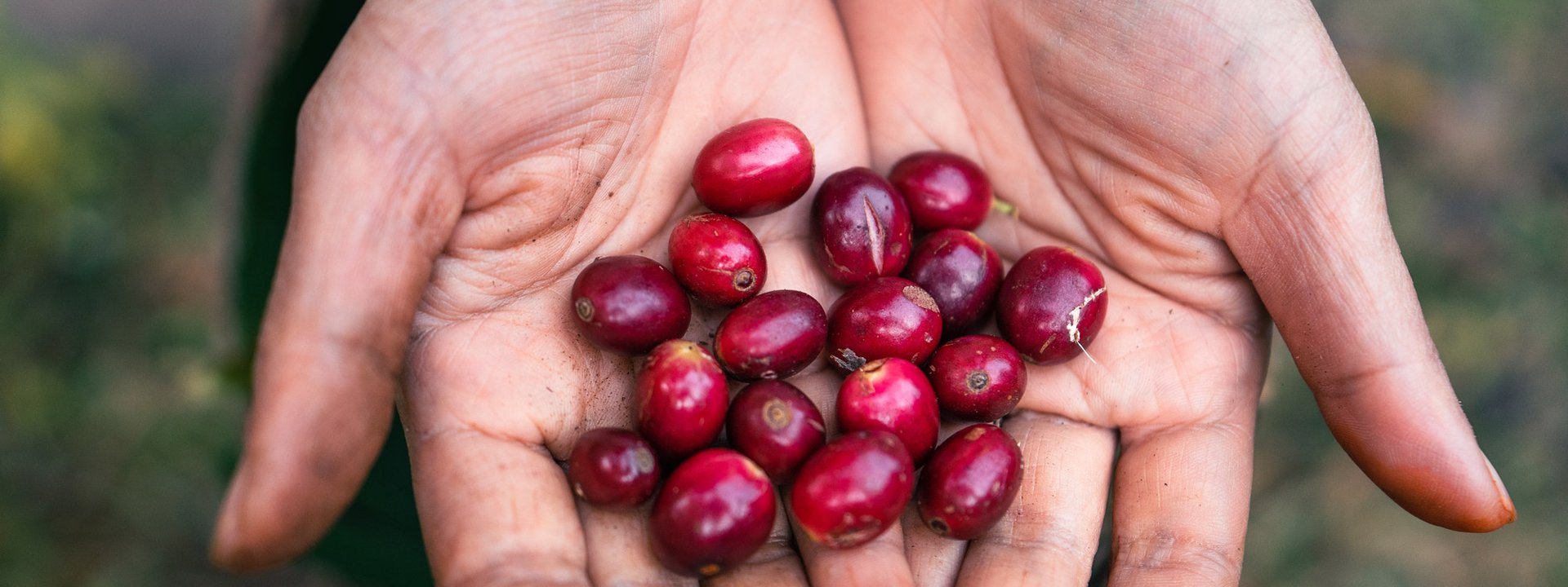 racafe-caficulotres-colombianos-exportacion-importacion