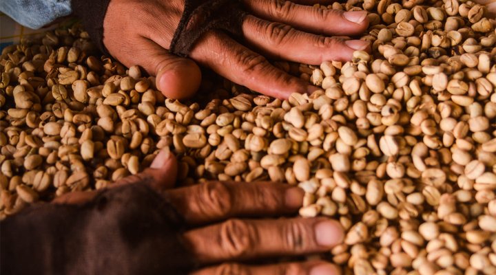 racafe-cafe-pergamino-seco