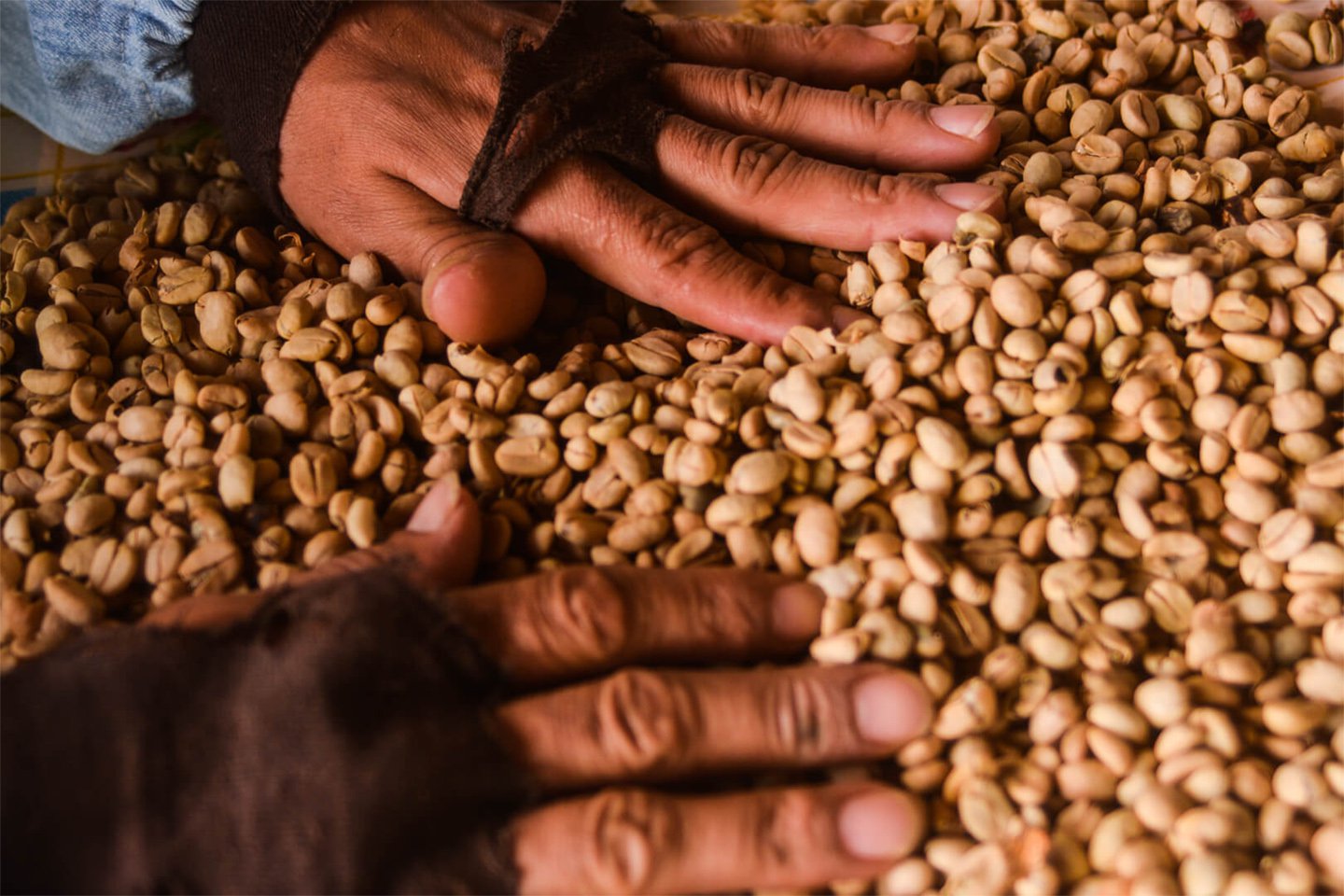 racafe-cafe-pergamino-seco