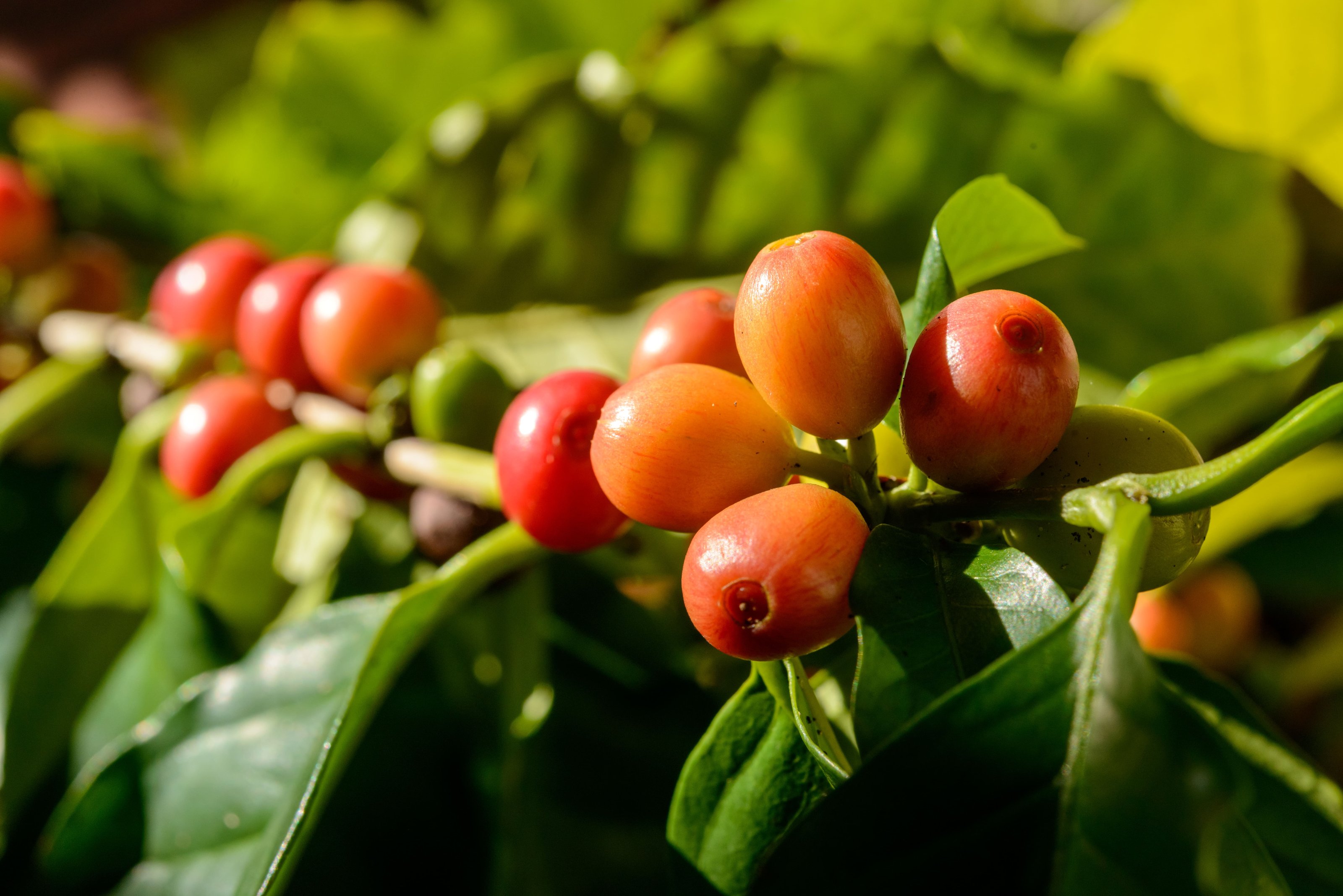 red_coffee_berries_on_plant_in_close_up_with_defocused_green_foliage (1)
