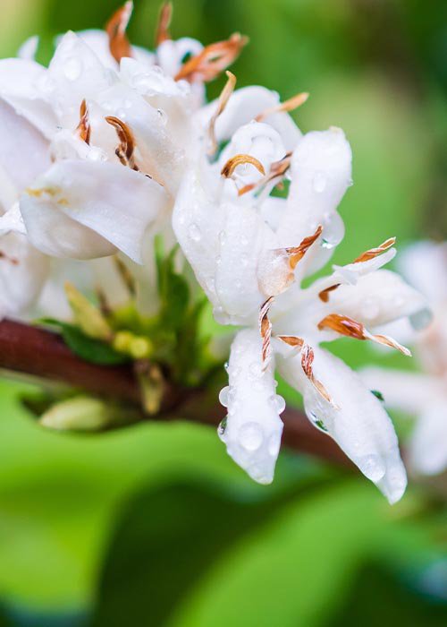 sostenibilidad y politica ambiental racafé