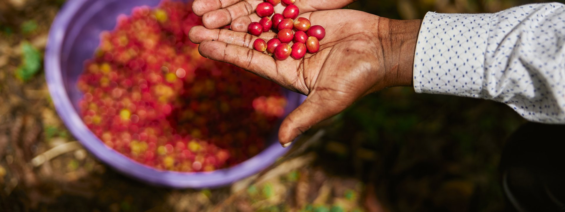 sobre-racafe-comercializadora-de-cafe-verde