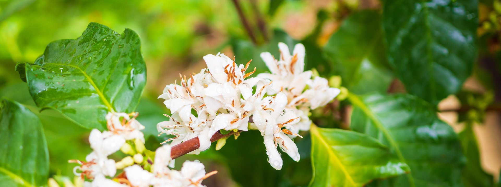 racafe flores de cafe arabica colombiano