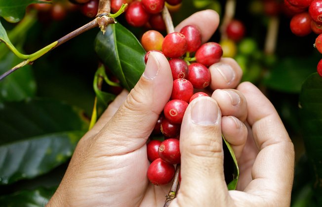 racafe cosecha de cafe maduro colombiano arabica pergamino seco escuela del cafe