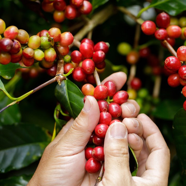 racafe cosecha de cafe maduro colombiano arabica pergamino seco escuela del cafe