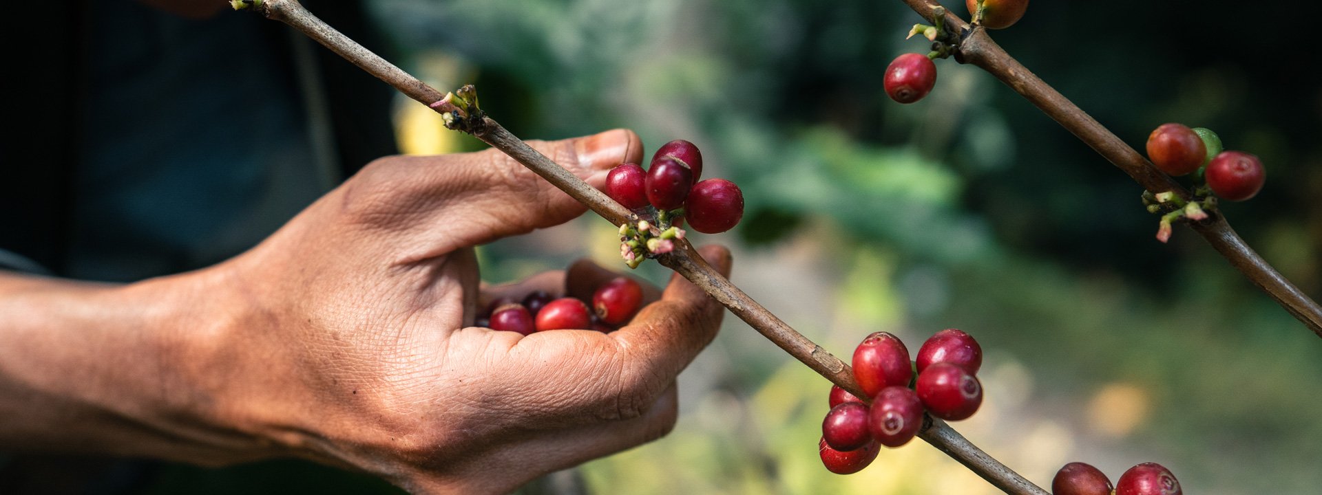 Racafé Caficultor seleccionando café colombiano arabica